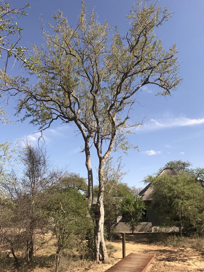 Leadwood Lodge Hoedspruit Exterior photo